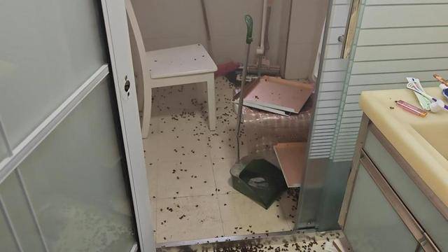 皇冠信用网代理_惊皇冠信用网代理！空置两个月的房子竟被蜜蜂当成了 “豪华别墅”