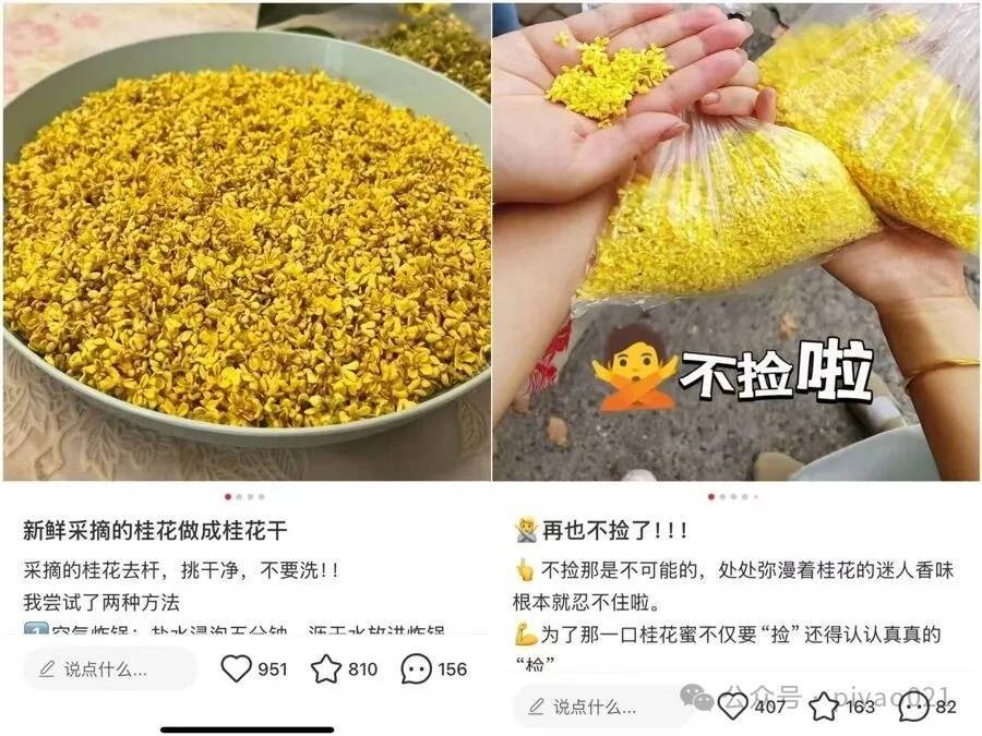 皇冠信用网会员_这两天皇冠信用网会员，上海满城都是！千万不要随便吃，容易中毒……