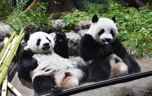 皇冠体育App下载_日本等了30多天皇冠体育App下载，终于在韩国见到中国官员，却发现中方早留了后手