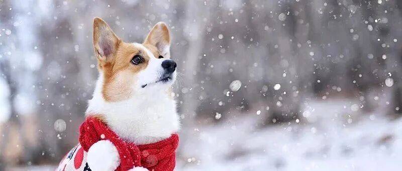 皇冠官网
_雪在路上了!北京今夜局地中雪皇冠官网
,降雪路线——