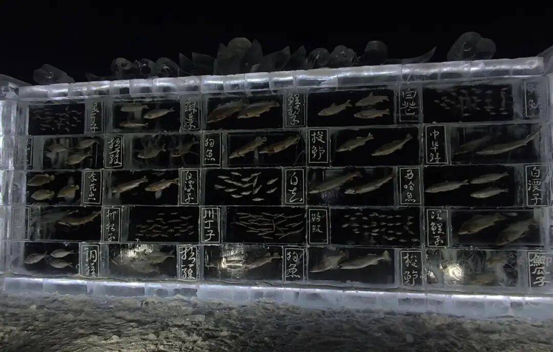 皇冠网_黑龙江三江口景区现3米高“冰封鱼墙”皇冠网，中华鲟等20余种江鱼成“冰琥珀”，去年这些鱼展后还被竞拍