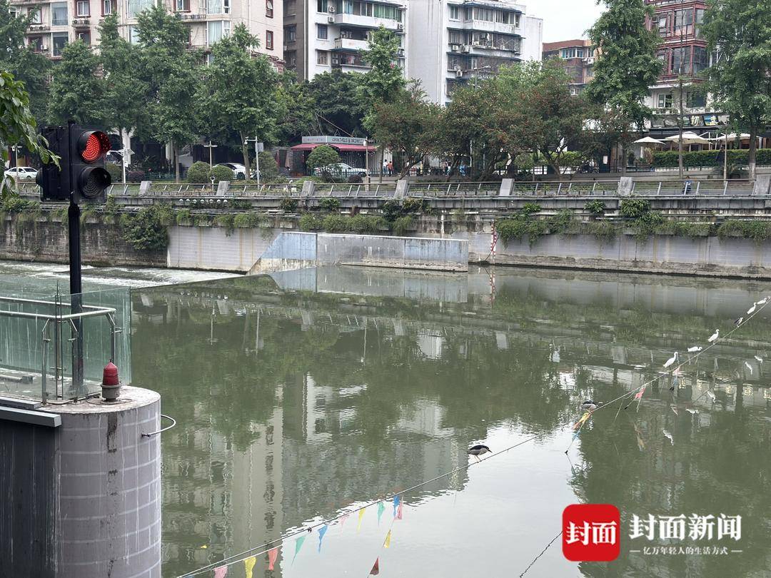 美式足球比分
_成都又见江上“神”鸟美式足球比分
，洗完脚又排排站 网友：在等红绿灯吗？